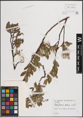Foto von Salix foetida Schleich. ex DC.